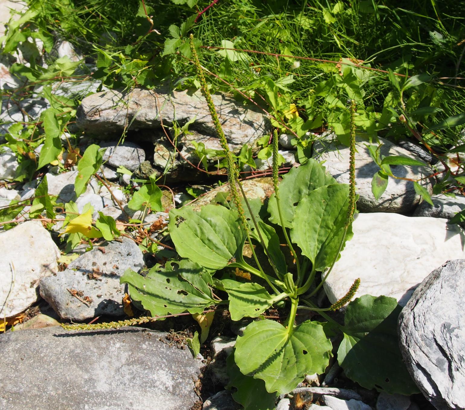 Plantain, Great